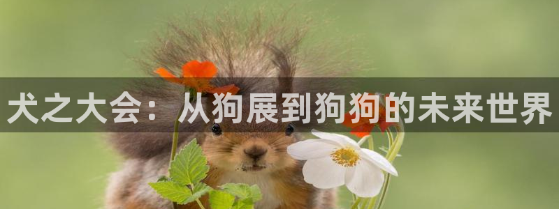 果博平台真实吗安全吗可信吗：犬之大会：从